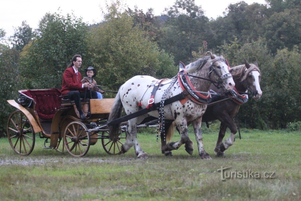 Evenement met paarden in een koets