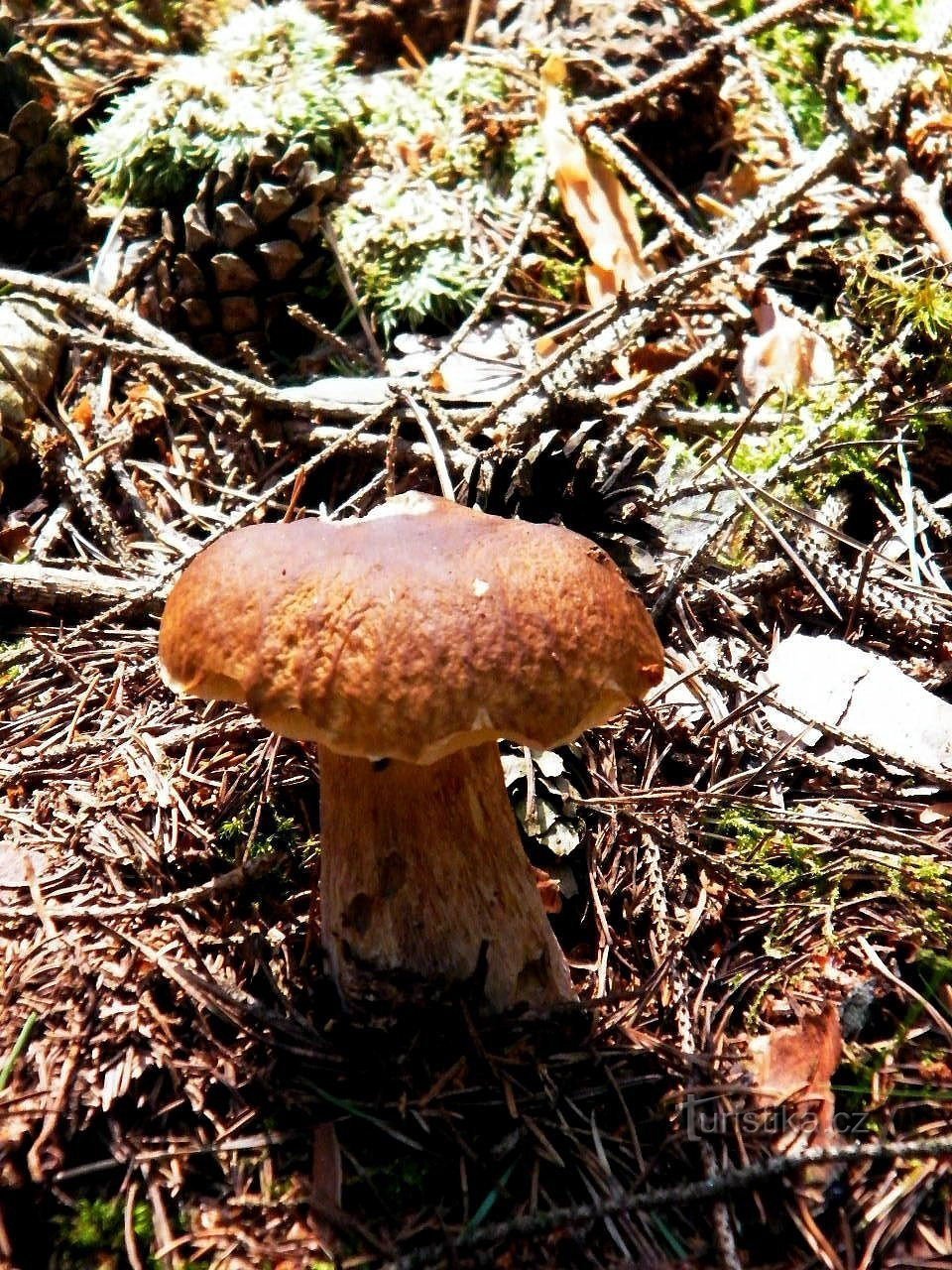 sondern die reichen Wälder um Lužná bei Rakovník