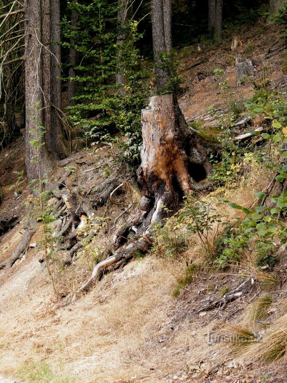 mais les pentes autour du ruisseau montent