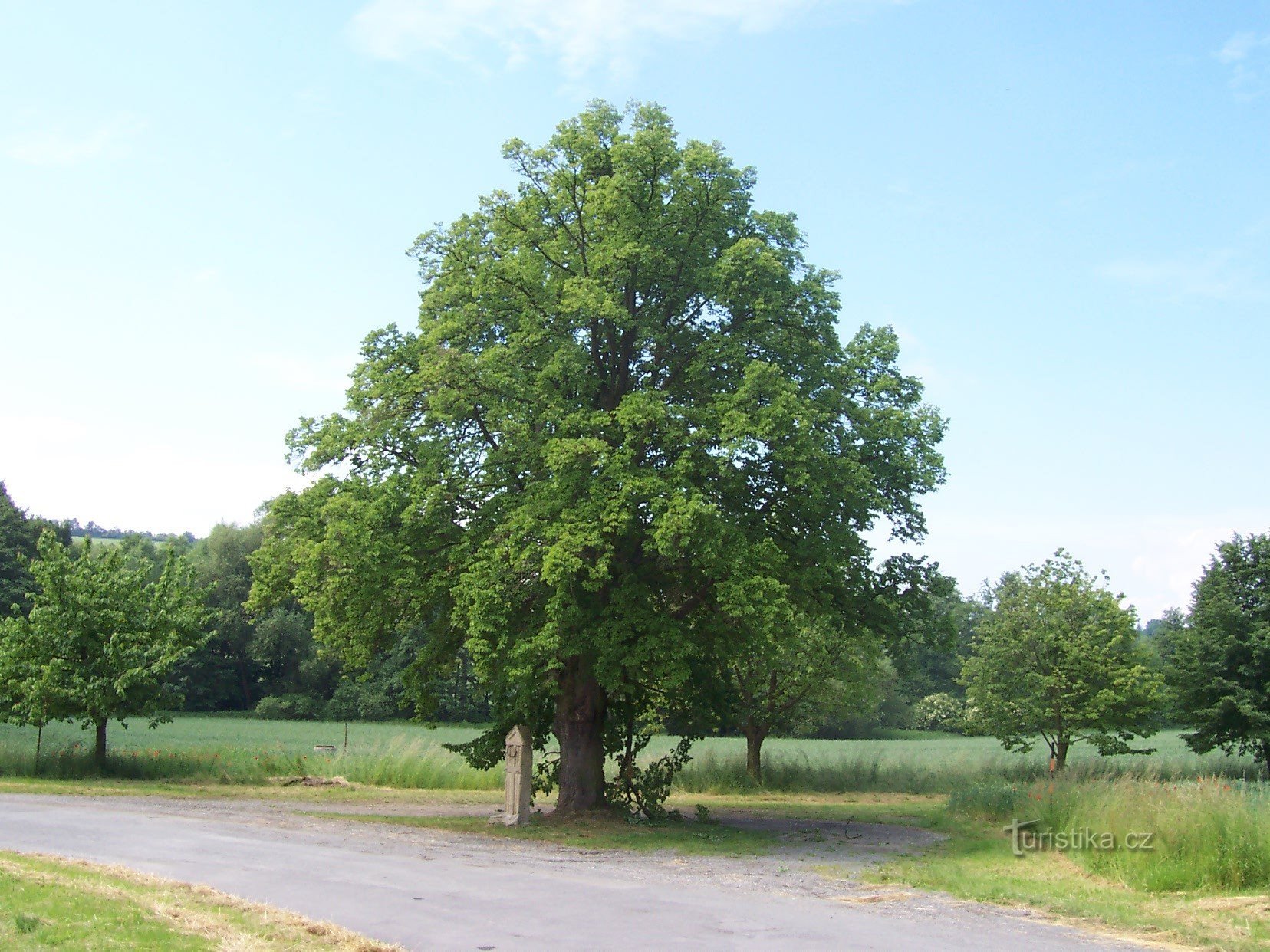 ..... maar ook deze boom, waaronder we straks een modern stenen kruis zullen zien