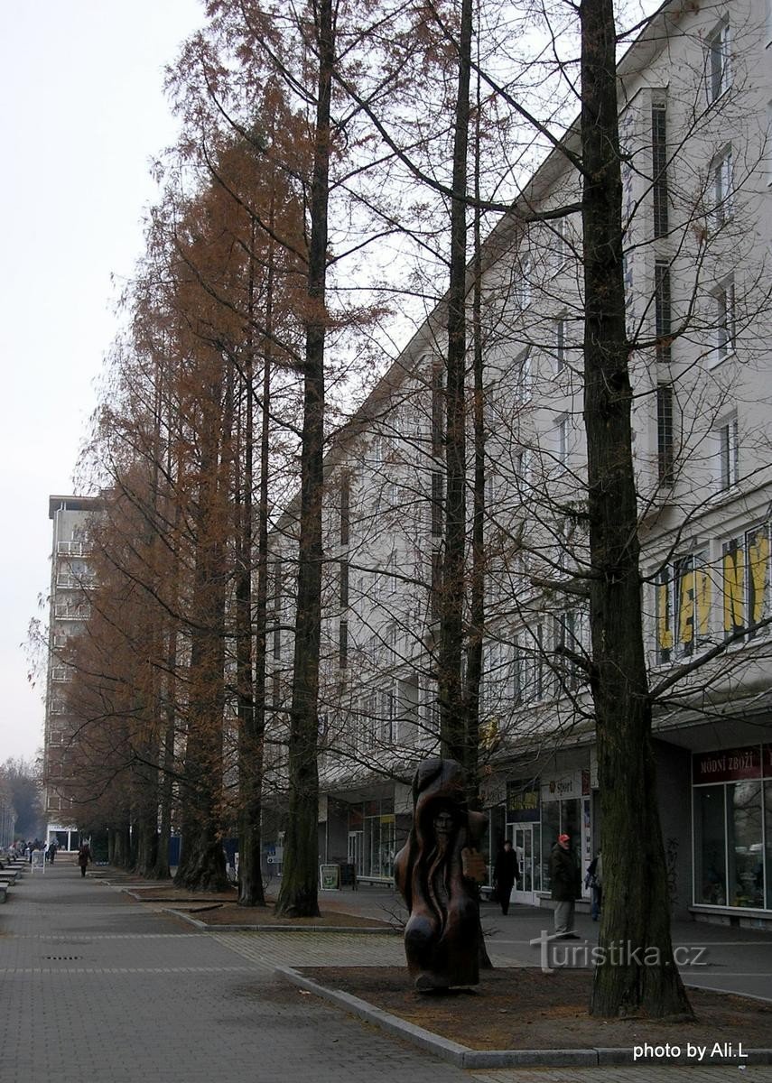 Allee chinesischer Metasequoien am Platz der Republik in Havířov - 13.11.2011