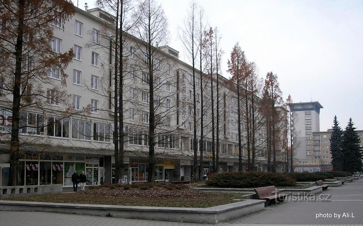 Allee chinesischer Metasequoien am Platz der Republik in Havířov - 13.11.2011