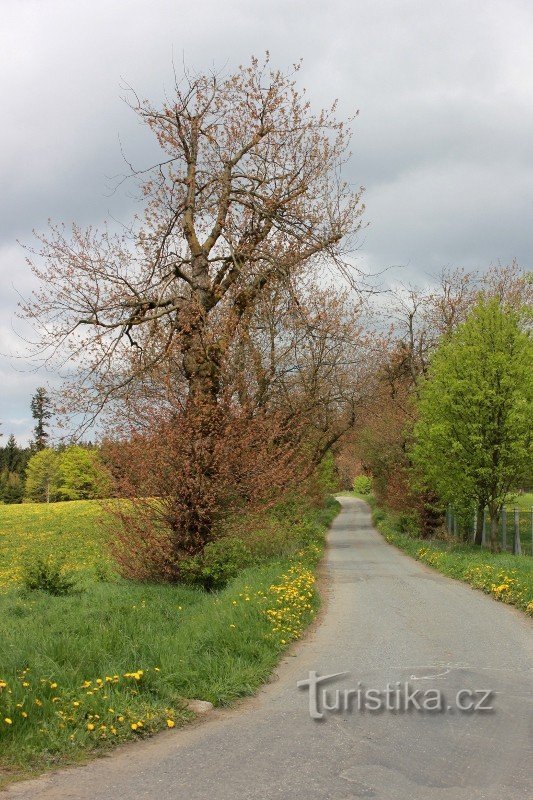 Aleja klonów srebrzystych w pobliżu Fryszawy