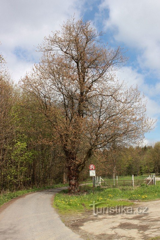 Aleja klonów srebrzystych w pobliżu Fryszawy