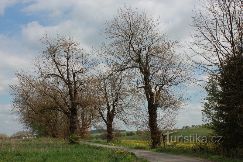 Alley of silver maples near Fryšava