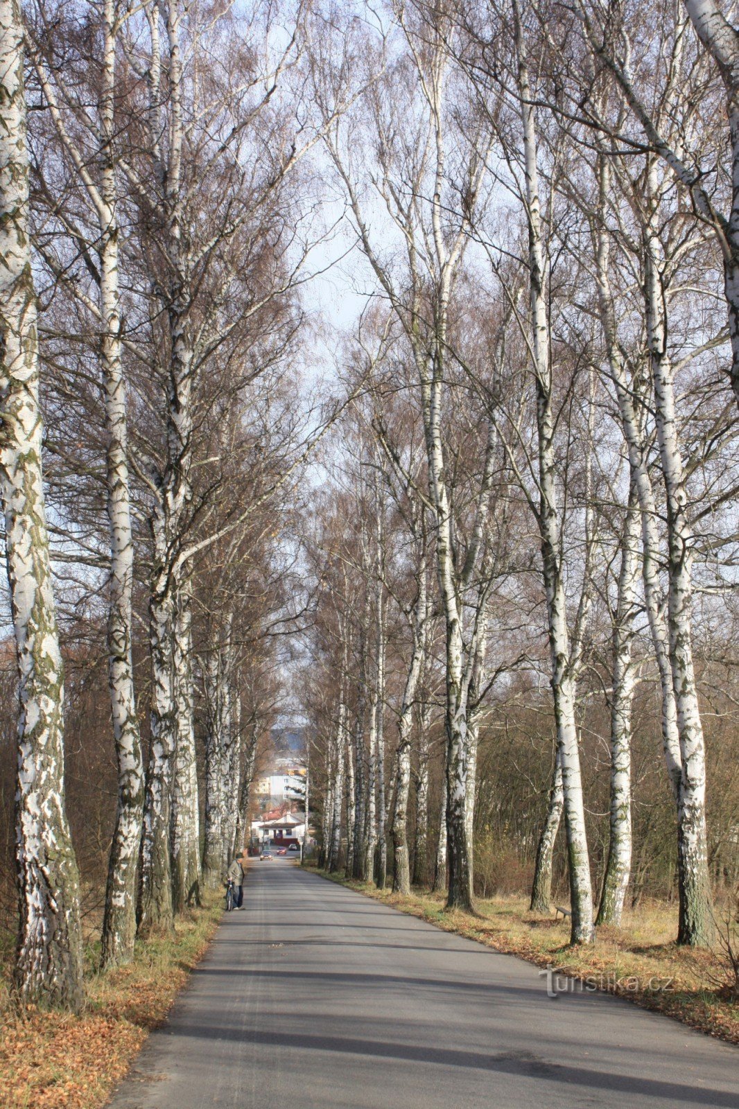 Alej Maxe Švabinského