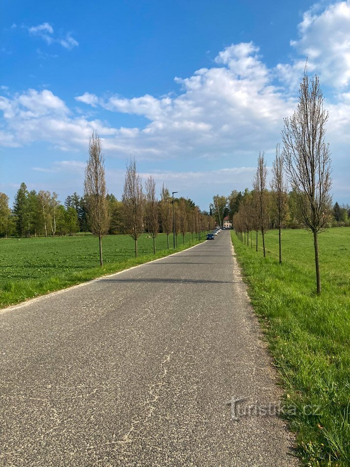 Alej Zdeňka Pospíšila in de lente voordat het groen wordt