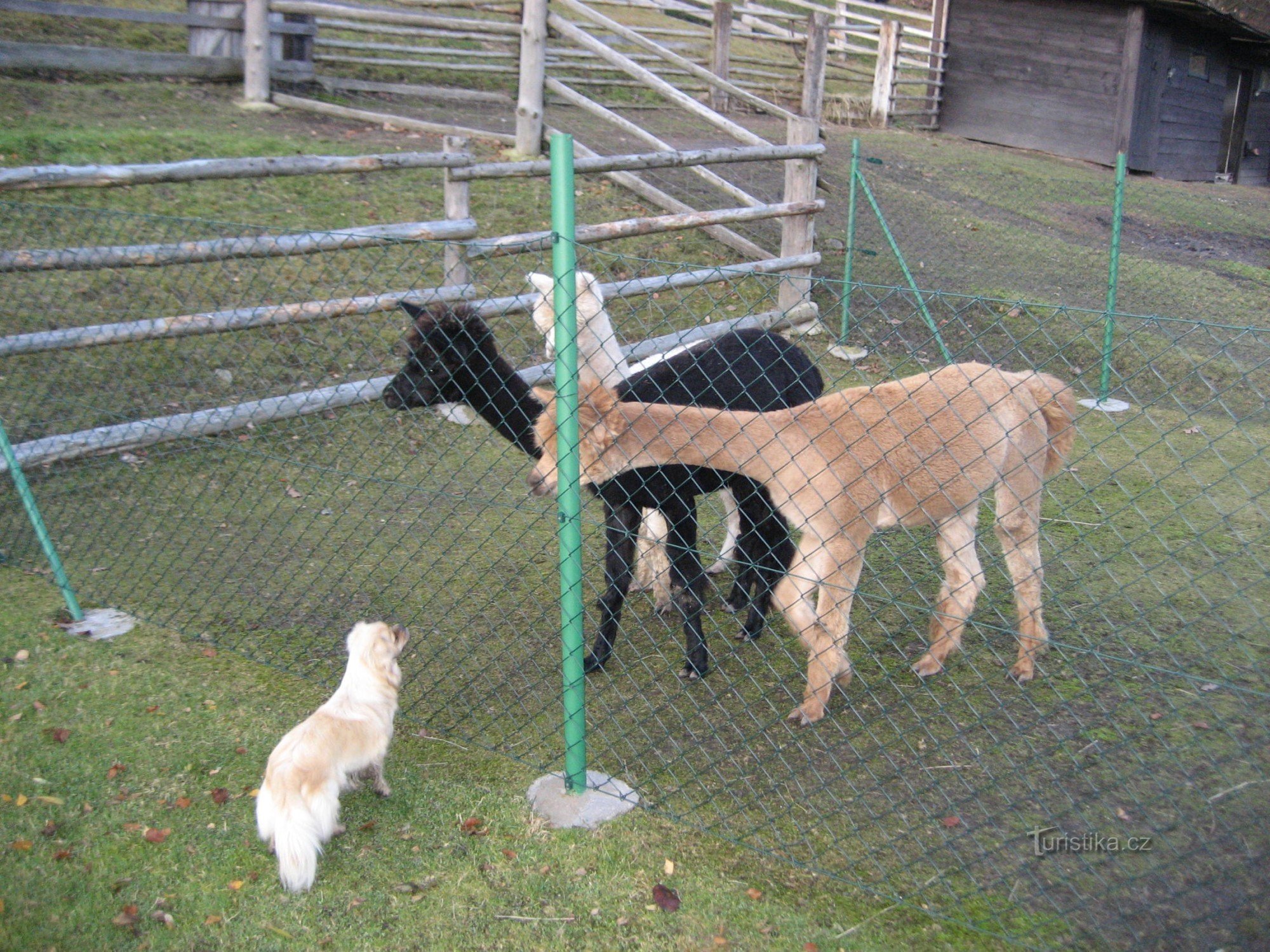 Alpacas en Líska