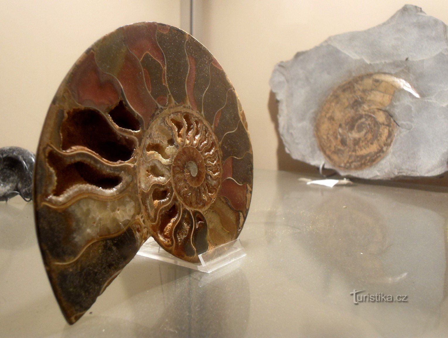 ammonita