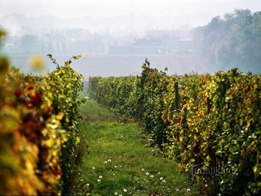 AMPELOS, VINAŘSKÁ ZNOJMO TENYÉSZŐÁLLOMÁS, Vrbovec borüzlet