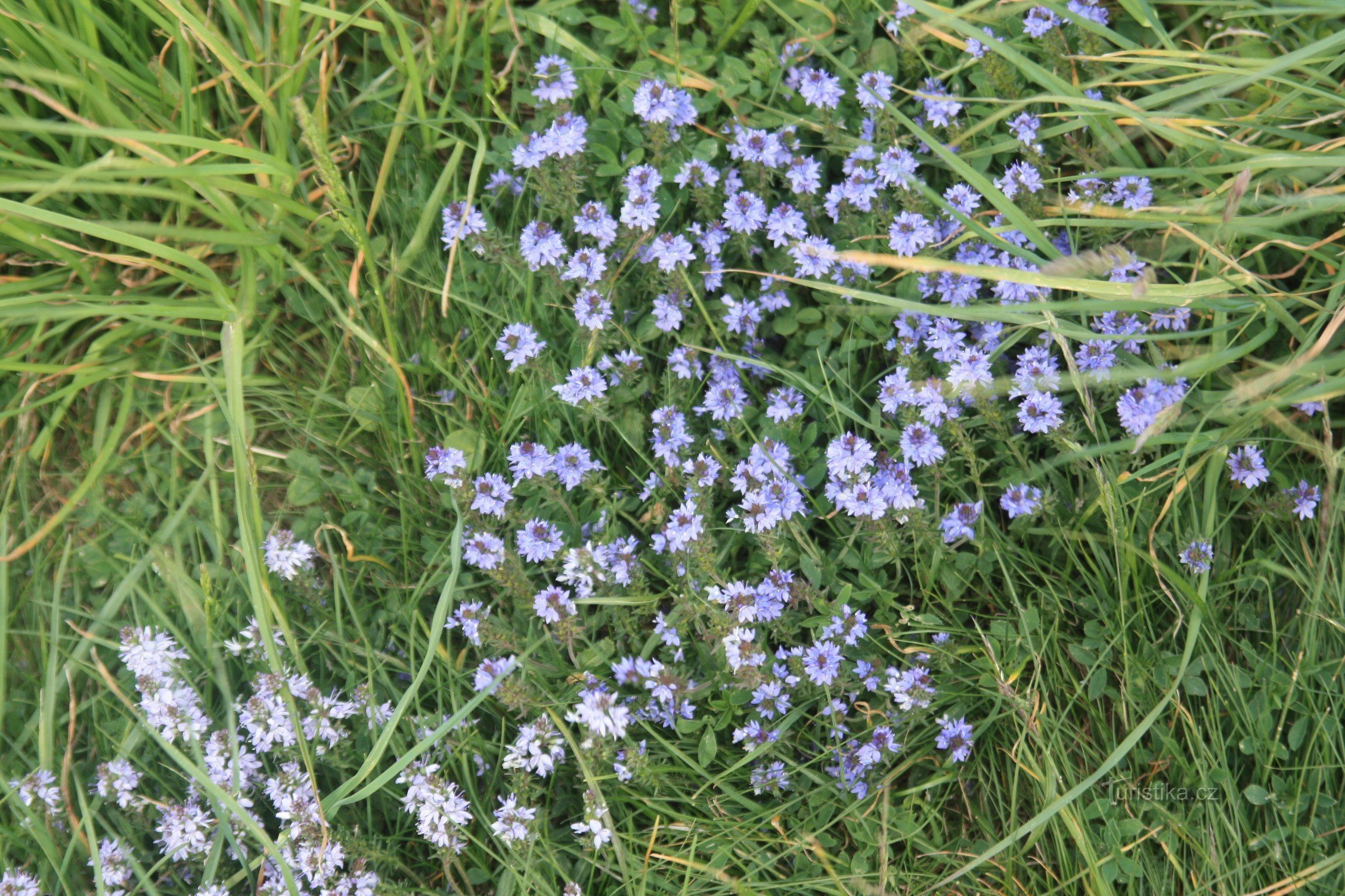 Anenský vrch - a natural monument