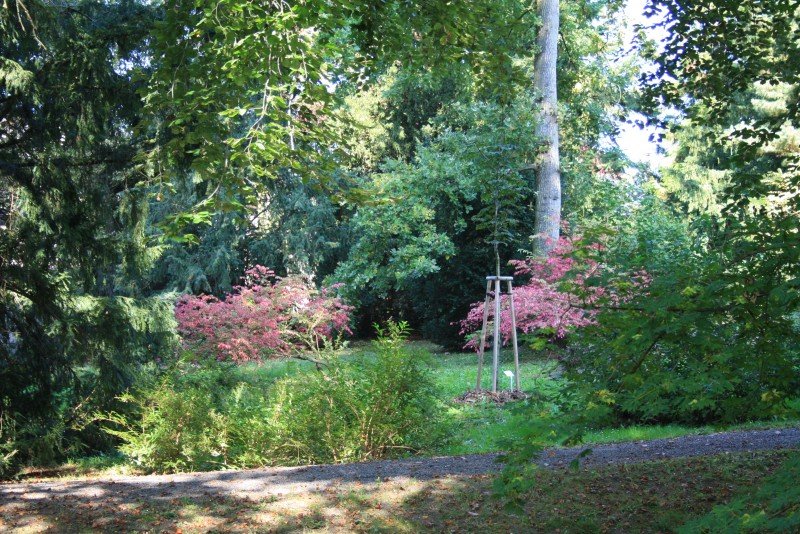 Bílá Lhotan arboretum