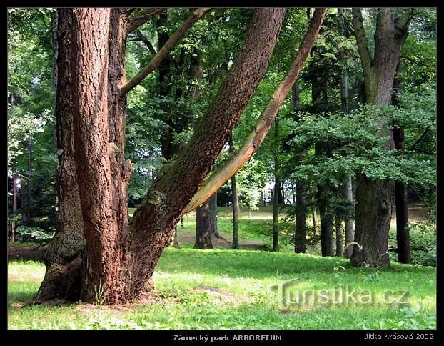 Arboreto Bucovina