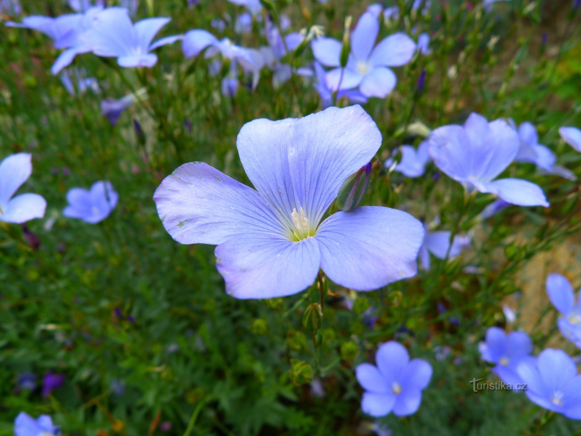 Passover Arboretum