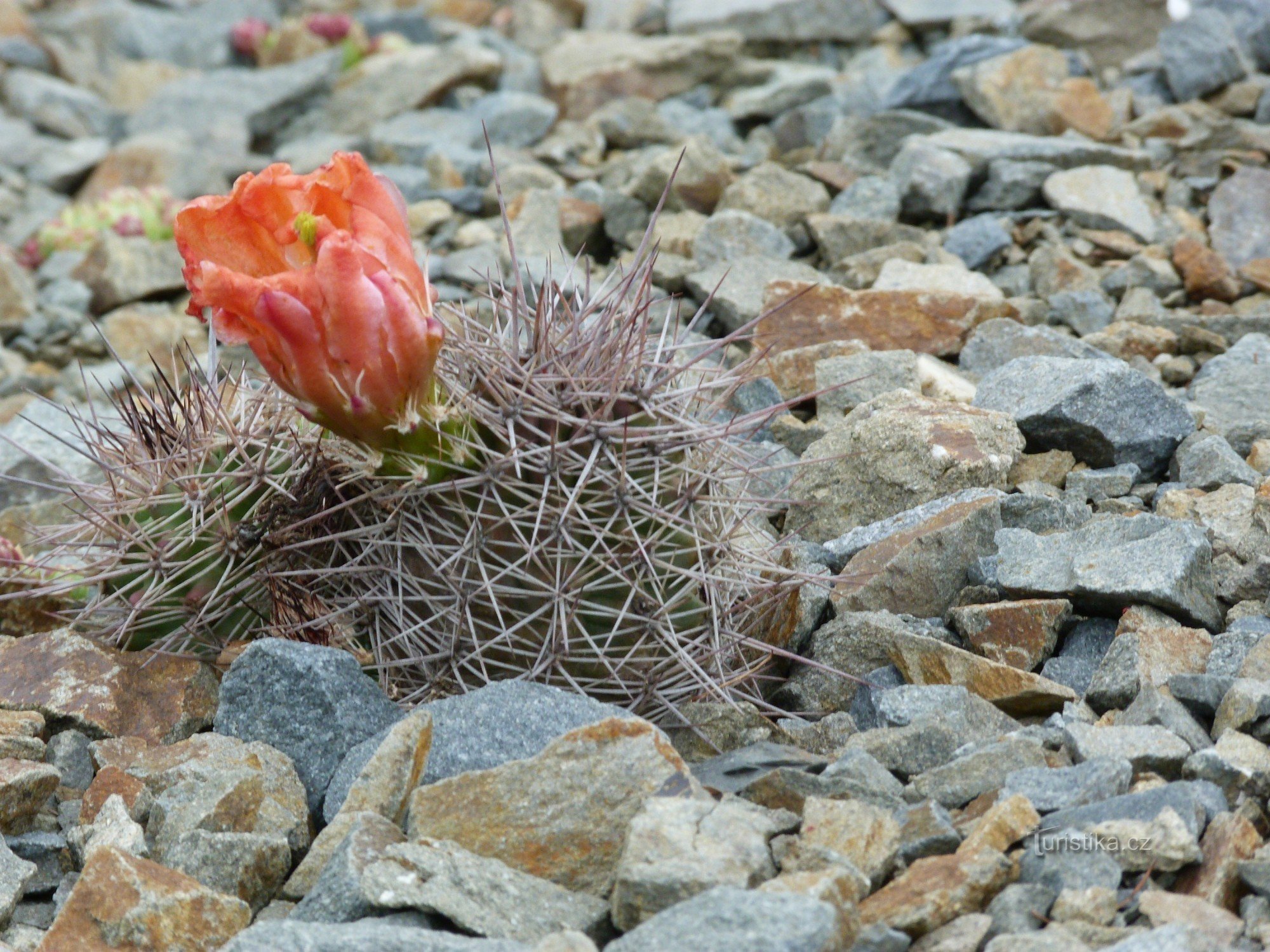 Arboreto de Pascua