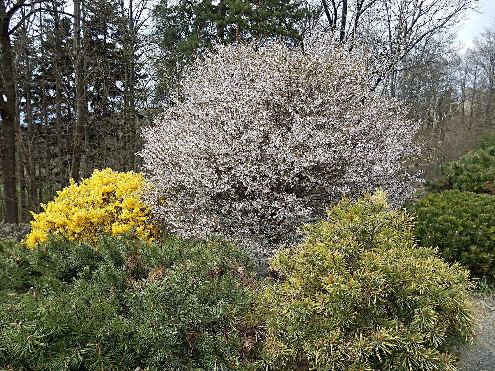 Arboreto de Pascua