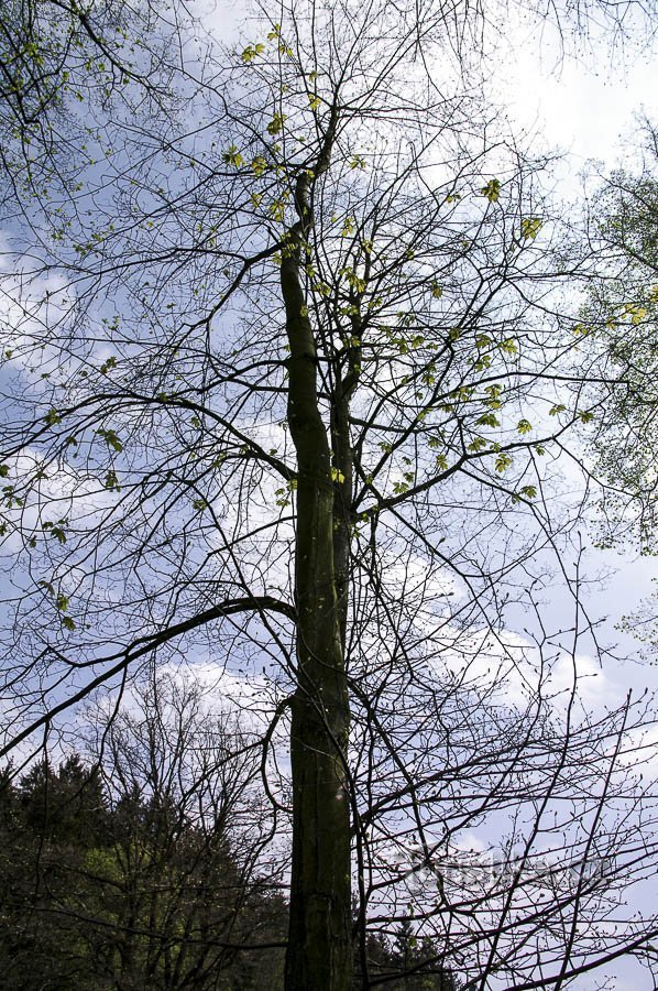 Arboreto de Semetín