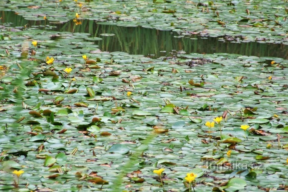 Šmelcovna-Arboretum