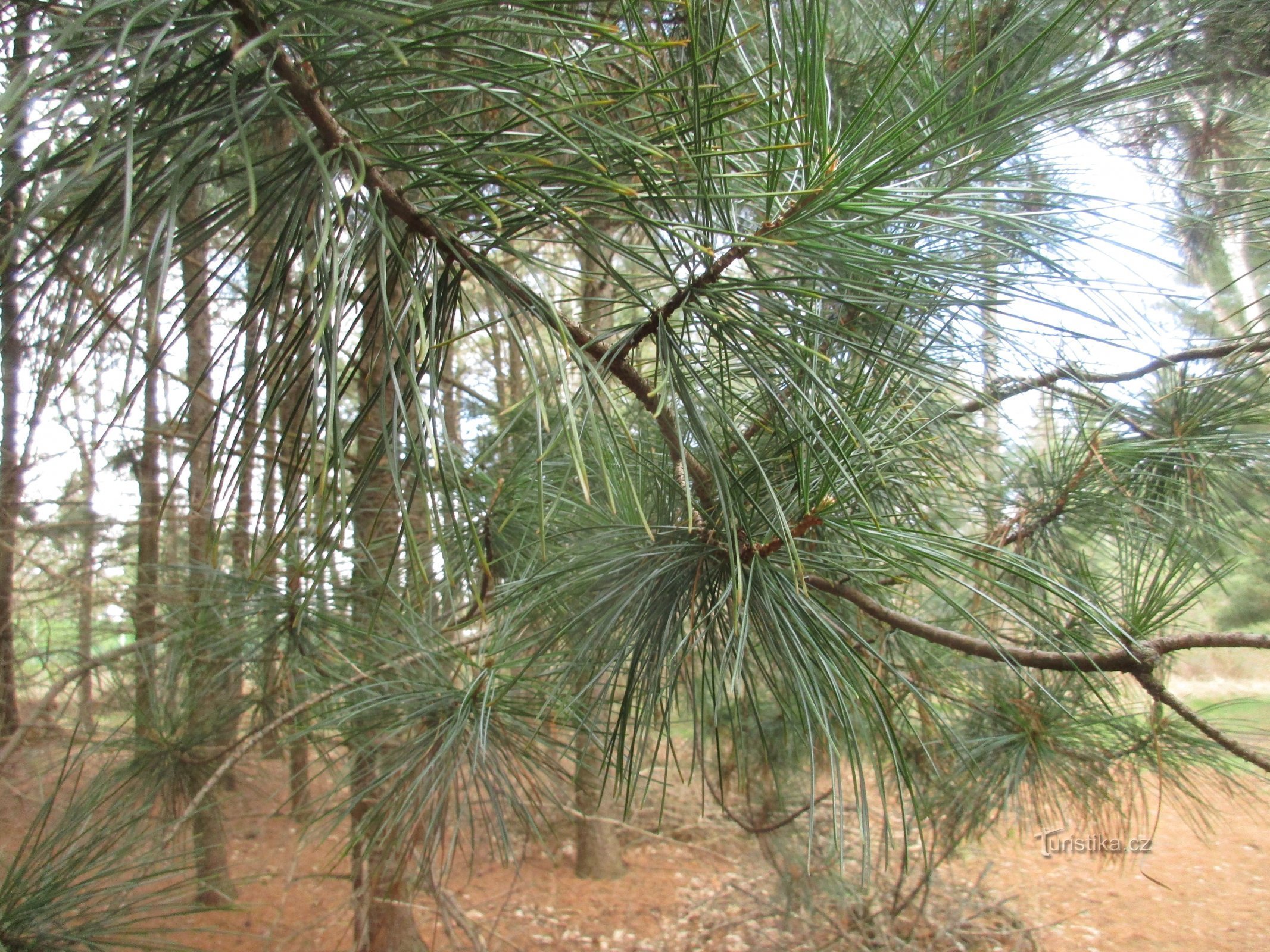 Sofronk Arboretum: Unter den Kiefern