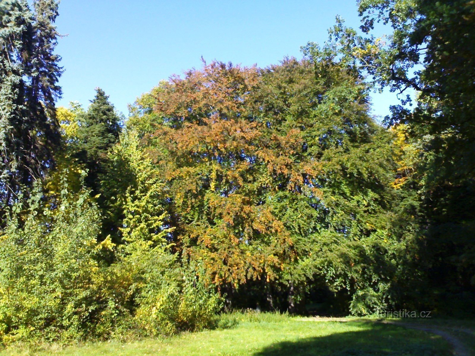 Vysoké Chvojno Arboretum