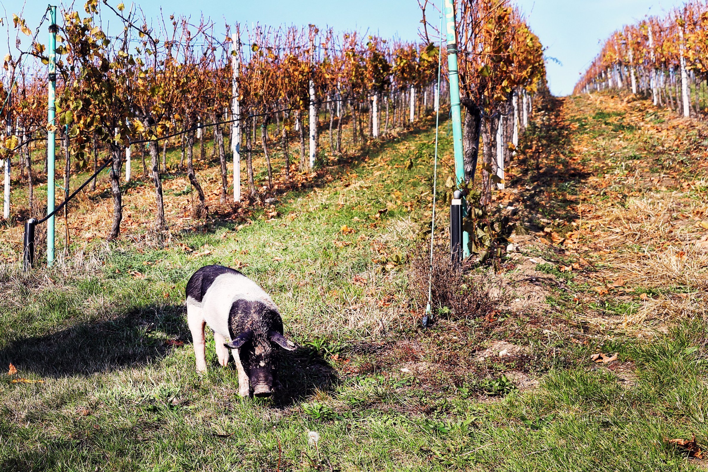 Caves de l'archevêque Kroměříž