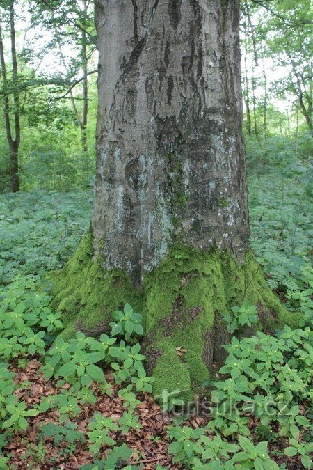 Areál Templ - Un des vieux arbres