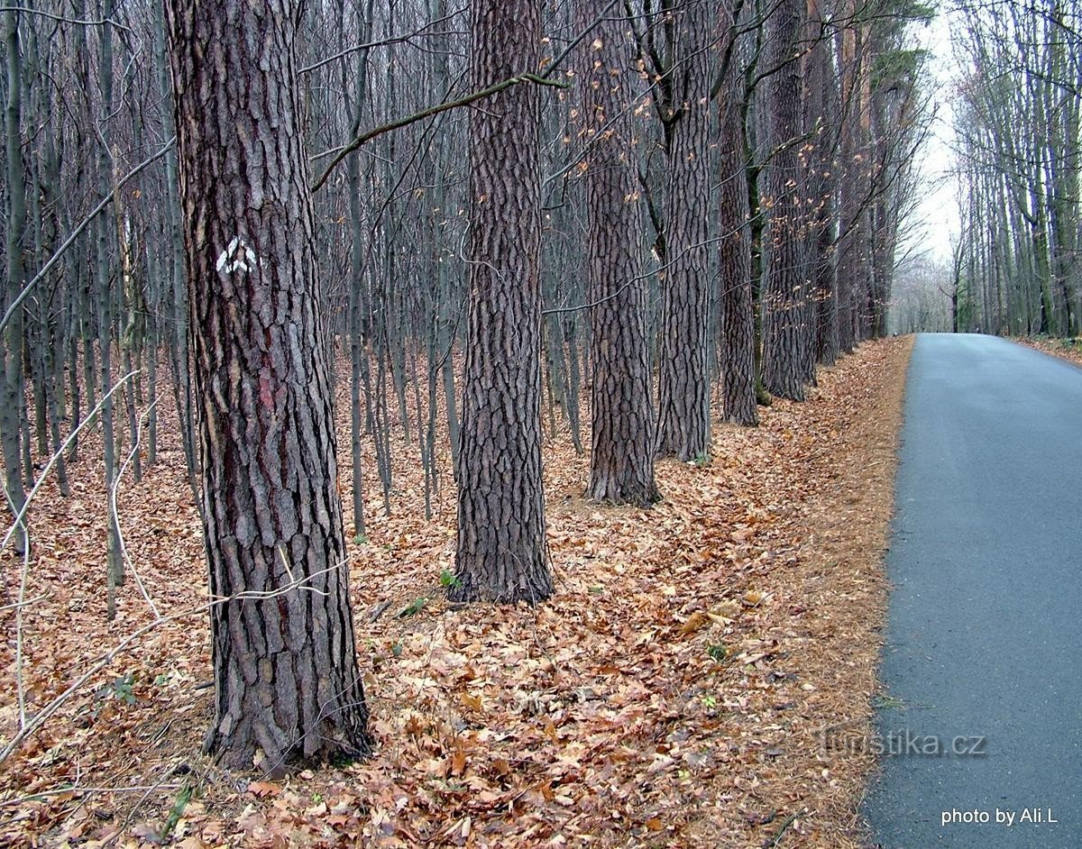 Asphalt road leading from Orlová to Havířov to Hotel U Jelena through the Holotovec forest.