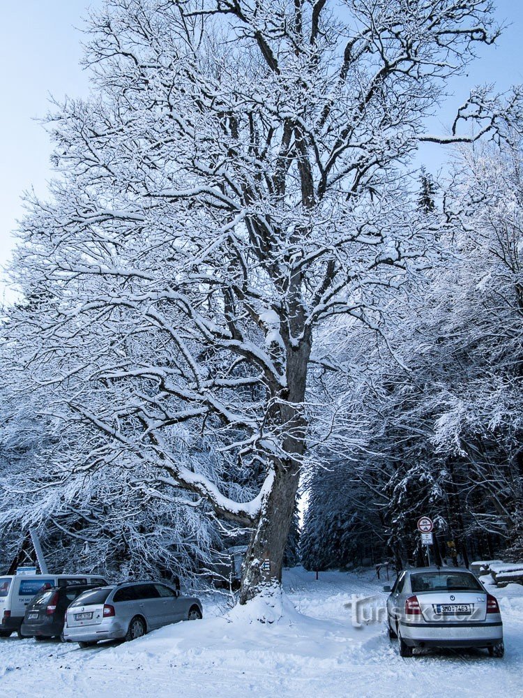 Auto's parkeren alleen in het bos