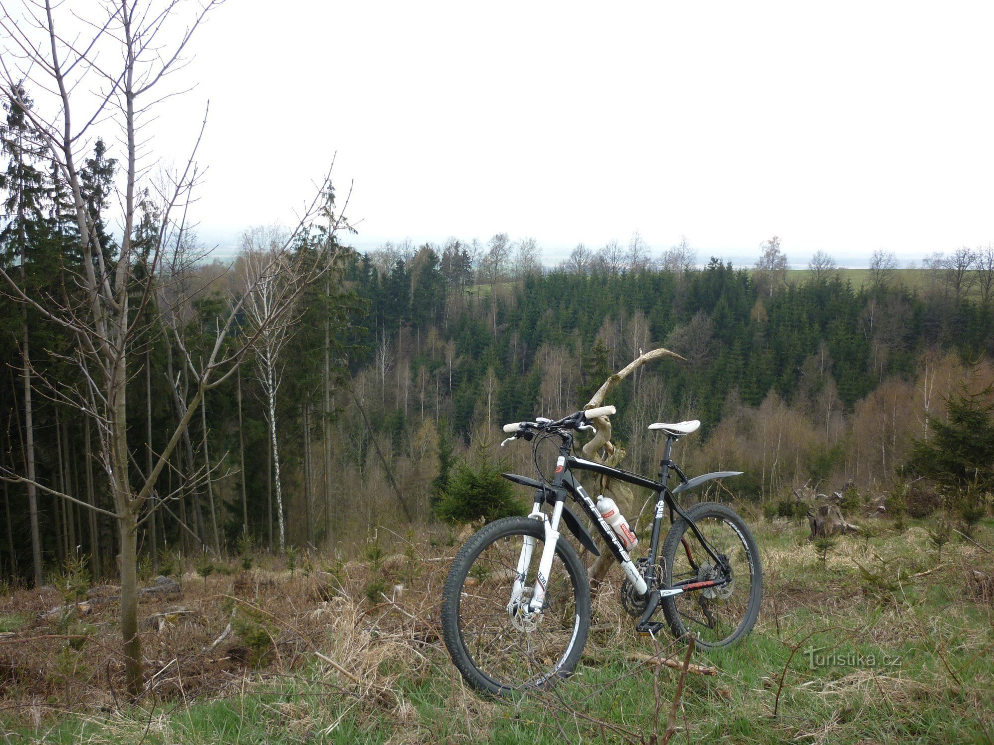 fino alle cime degli alberi