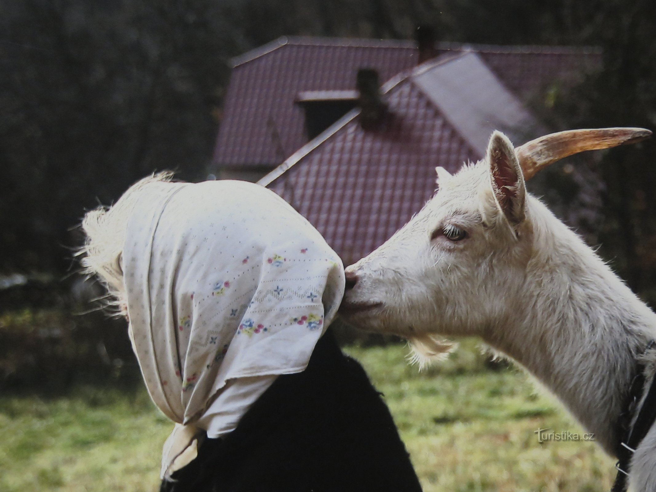 Baba aus dem Wald