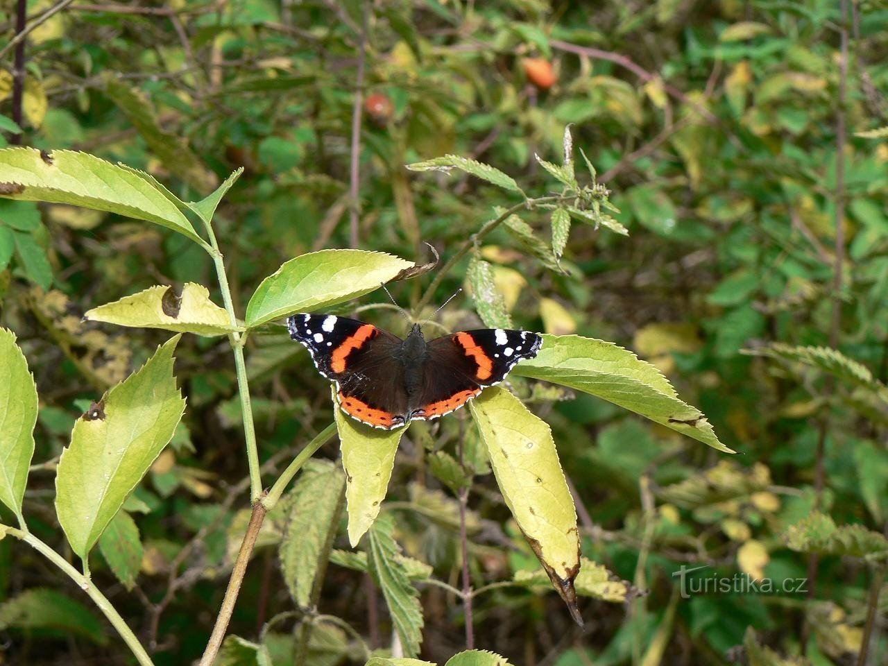 Avó Almirante, habitante do castelo