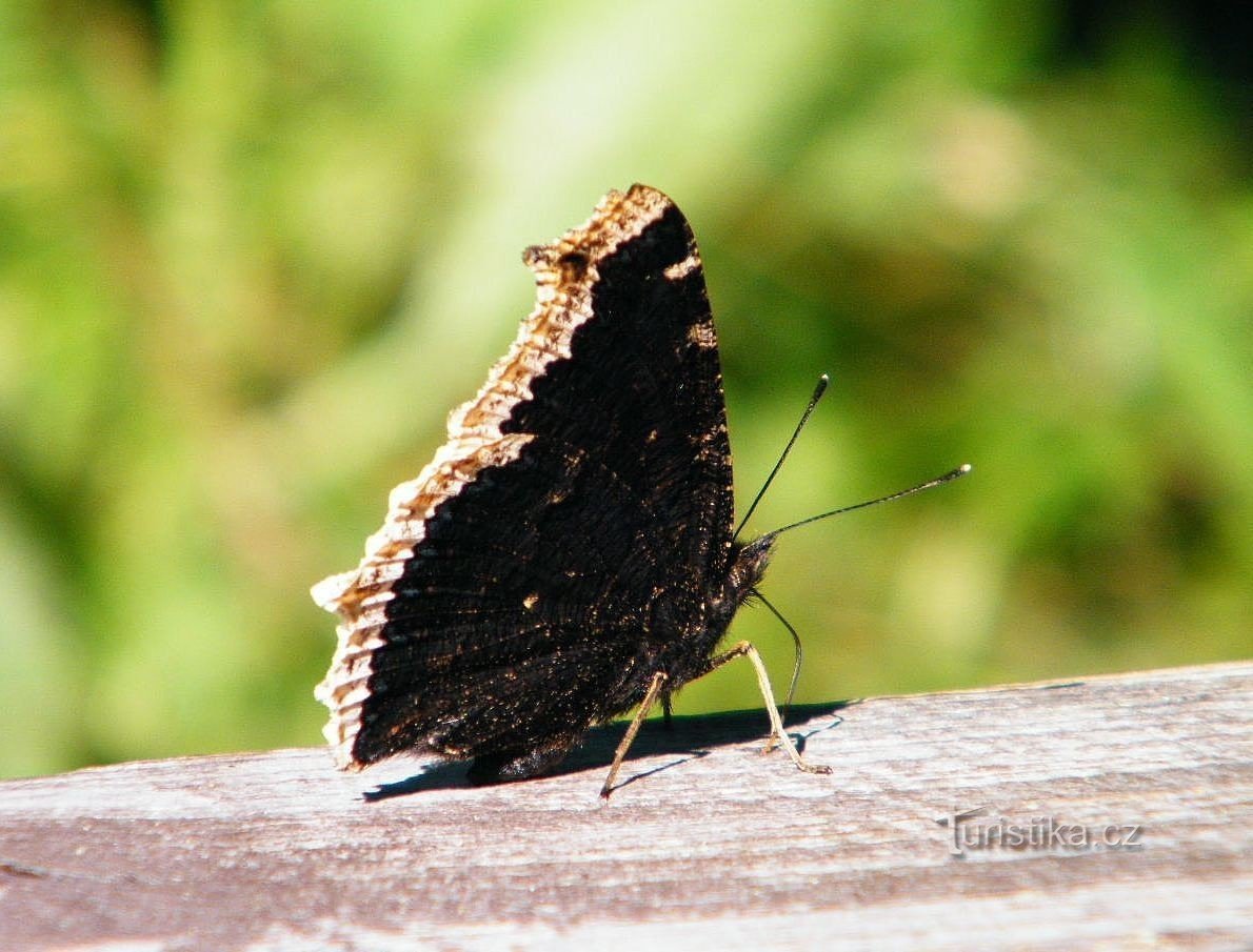 jasika bubamara