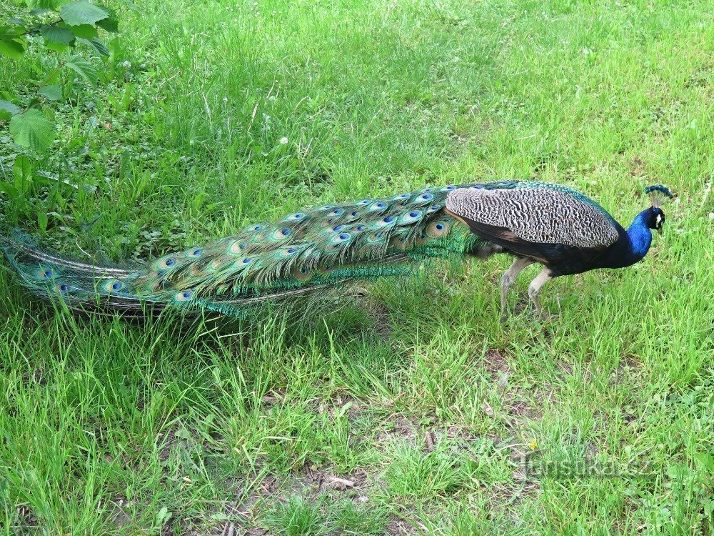 colorful hen in Smetana orchards