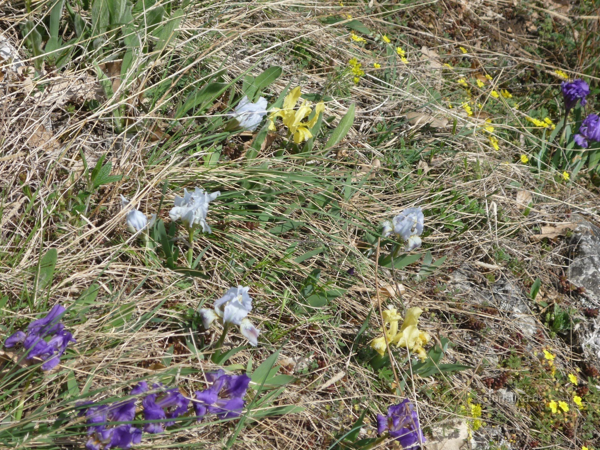 väriyhdistelmä - iiris