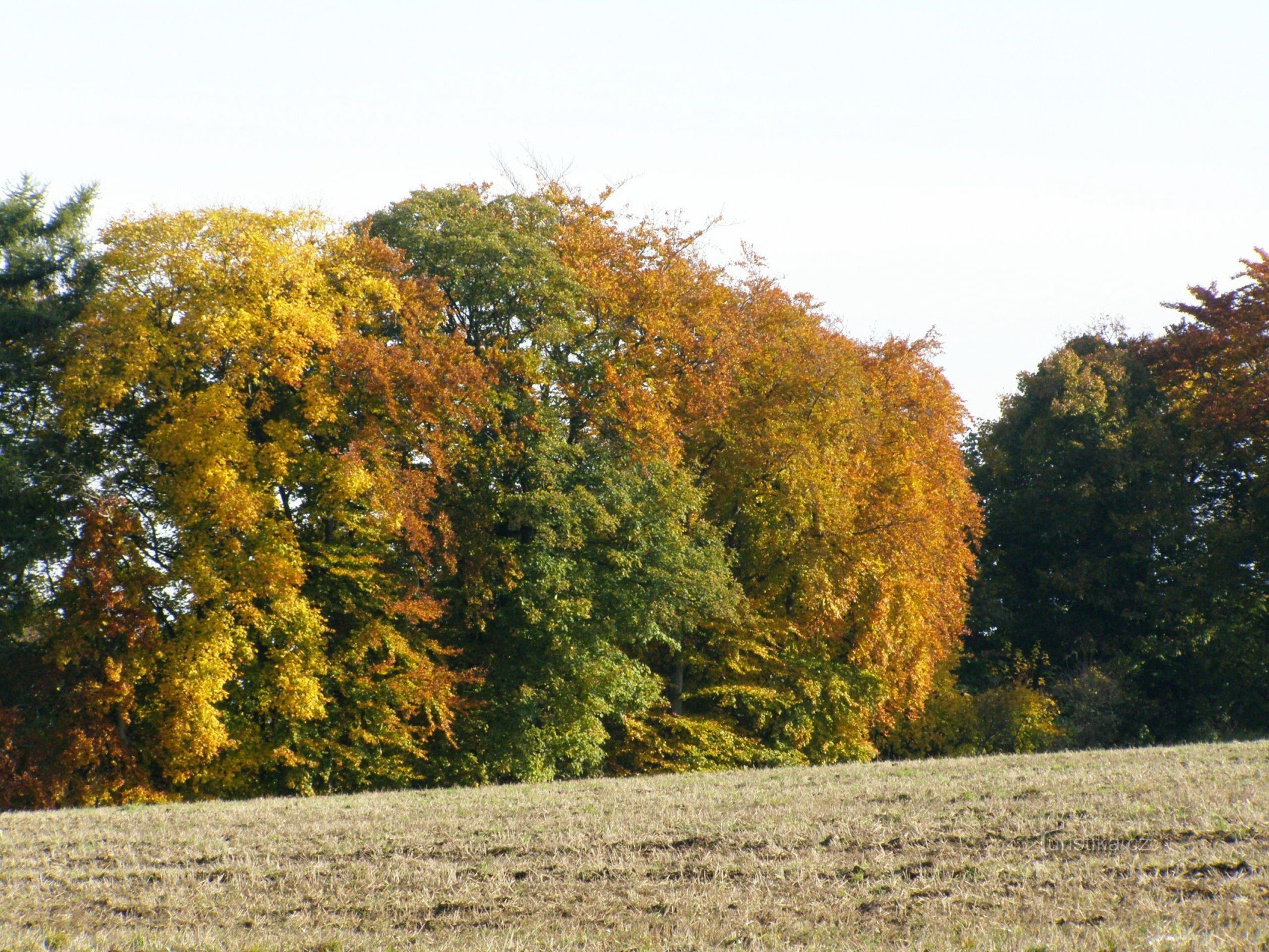 colorful autumn from the path across the meadow to the stone rows