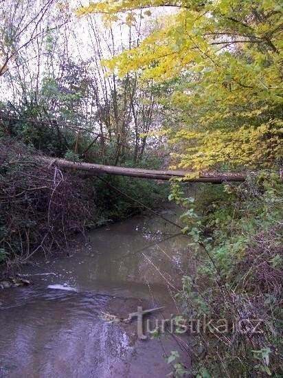 Bartošovice stream: View of the stream