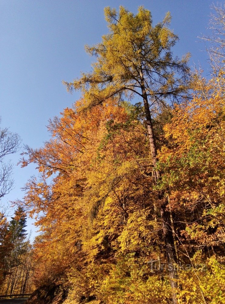 Boje jesenjeg lišća ispod smreke i anđela (Hanušovická vrchovina)