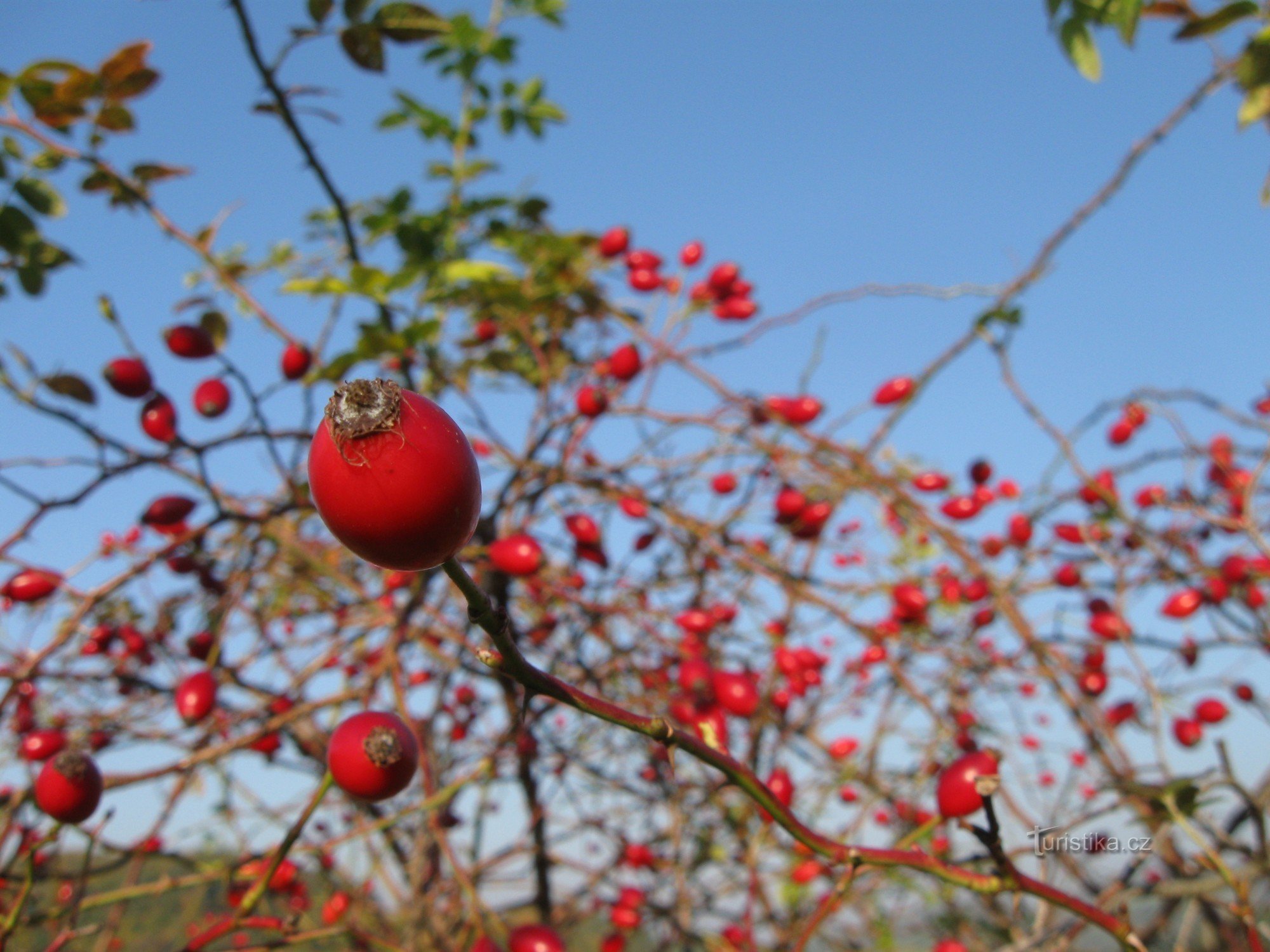 I colori dell'autunno