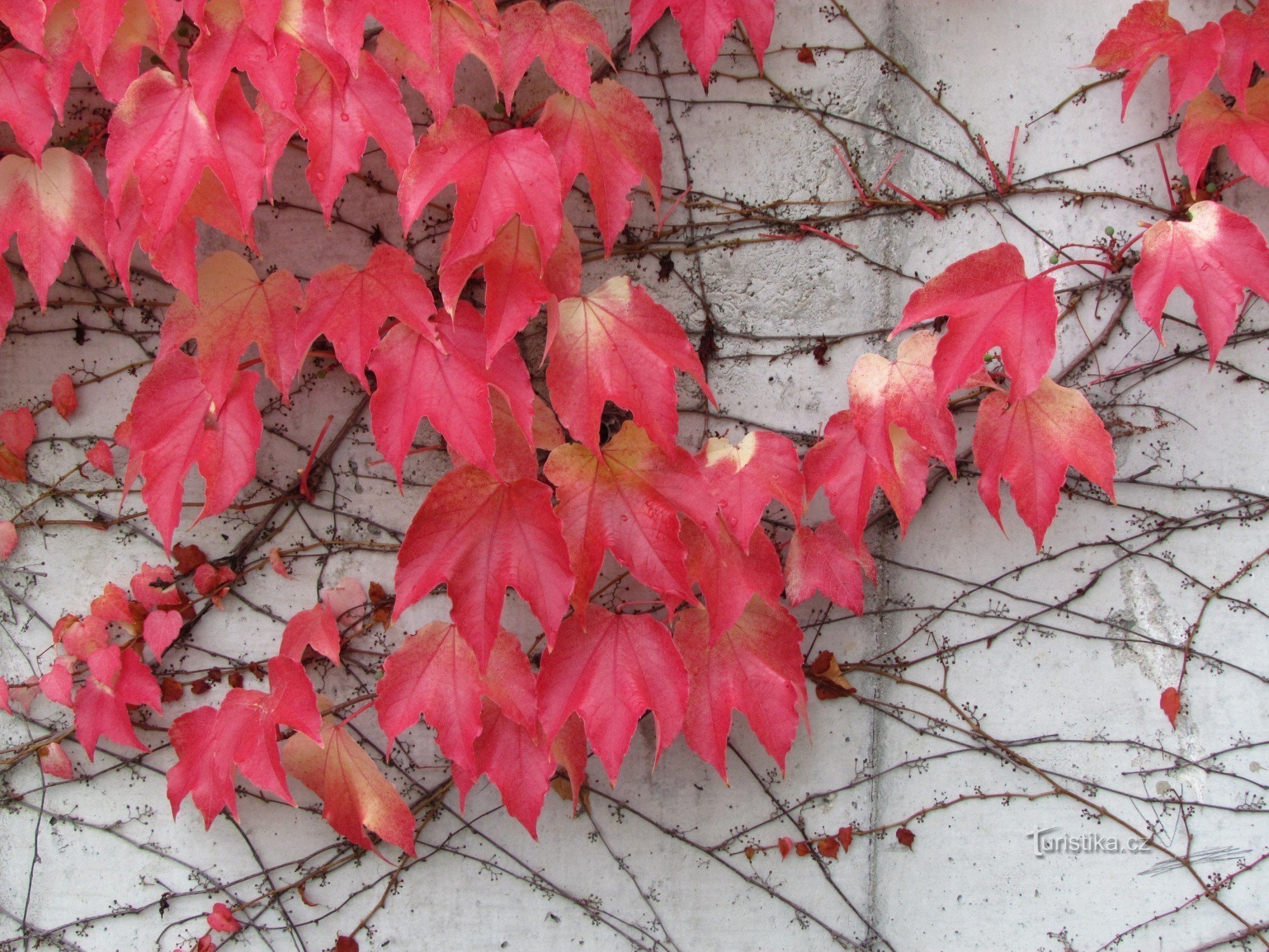 colores de otoño