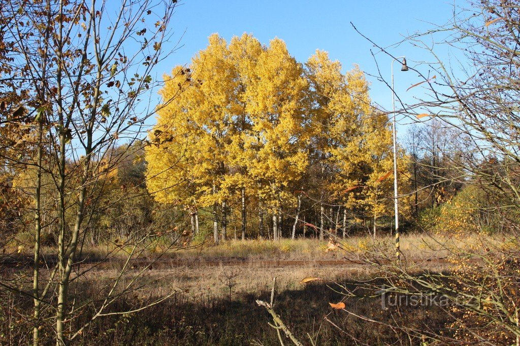 Farben des Herbstes