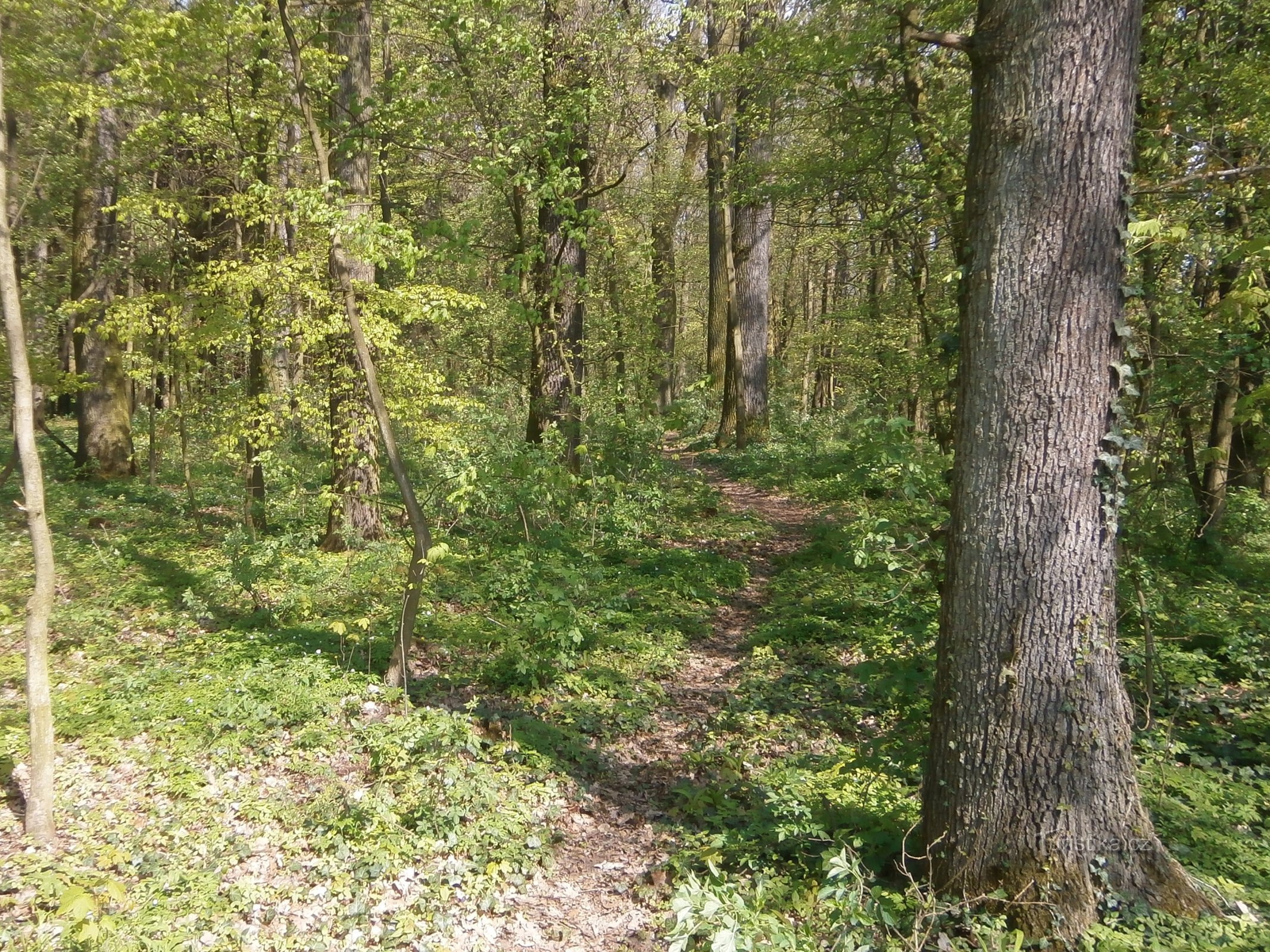 Pheasant (Hořiněves)