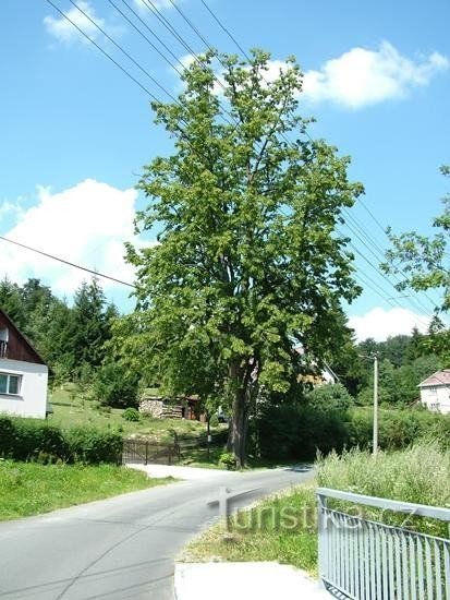 Bedřichov - árbol