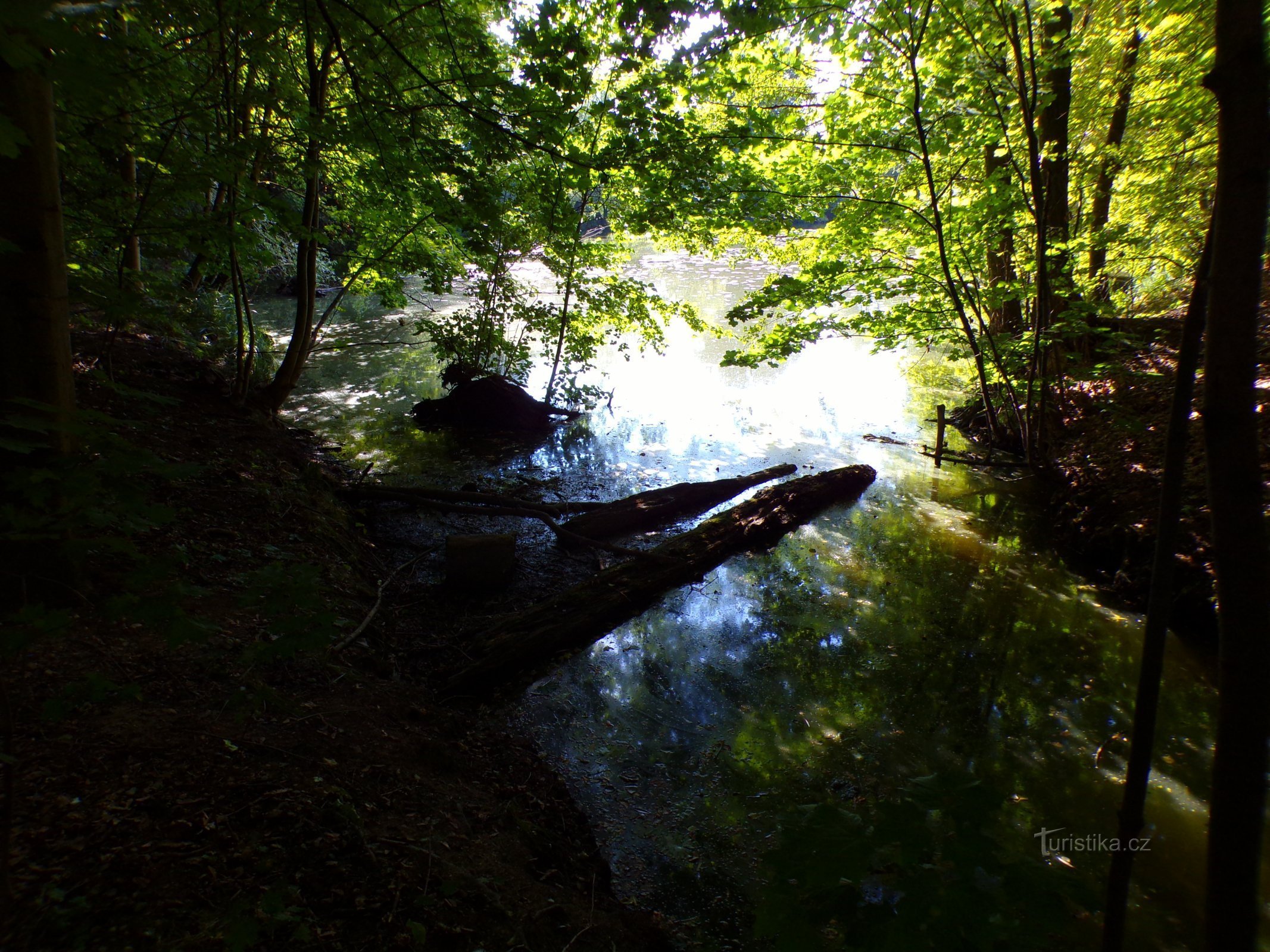 Bejkovna (Hradec Králové, 3.9.2022.)