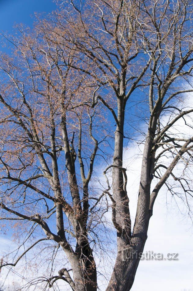 Bělá pod Pradědem, Domašov - sydämenmuotoinen lehmus