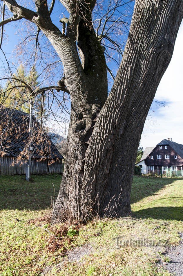 Bělá pod Pradědem, Domašov - herzförmige Linde