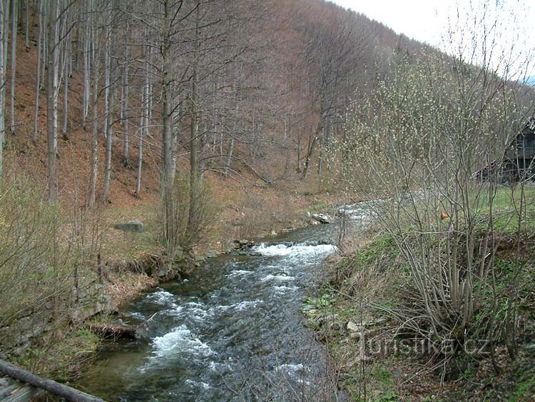 Bela - v gozdičku