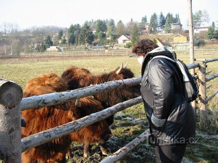 Bielecký malom