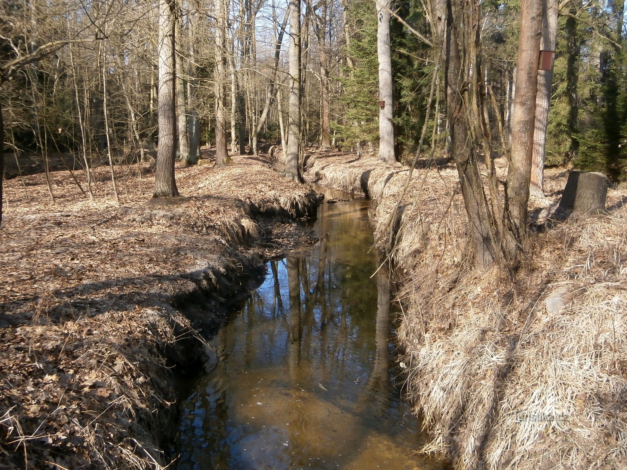 Bělečský potok (Běleč nad Orlicí)