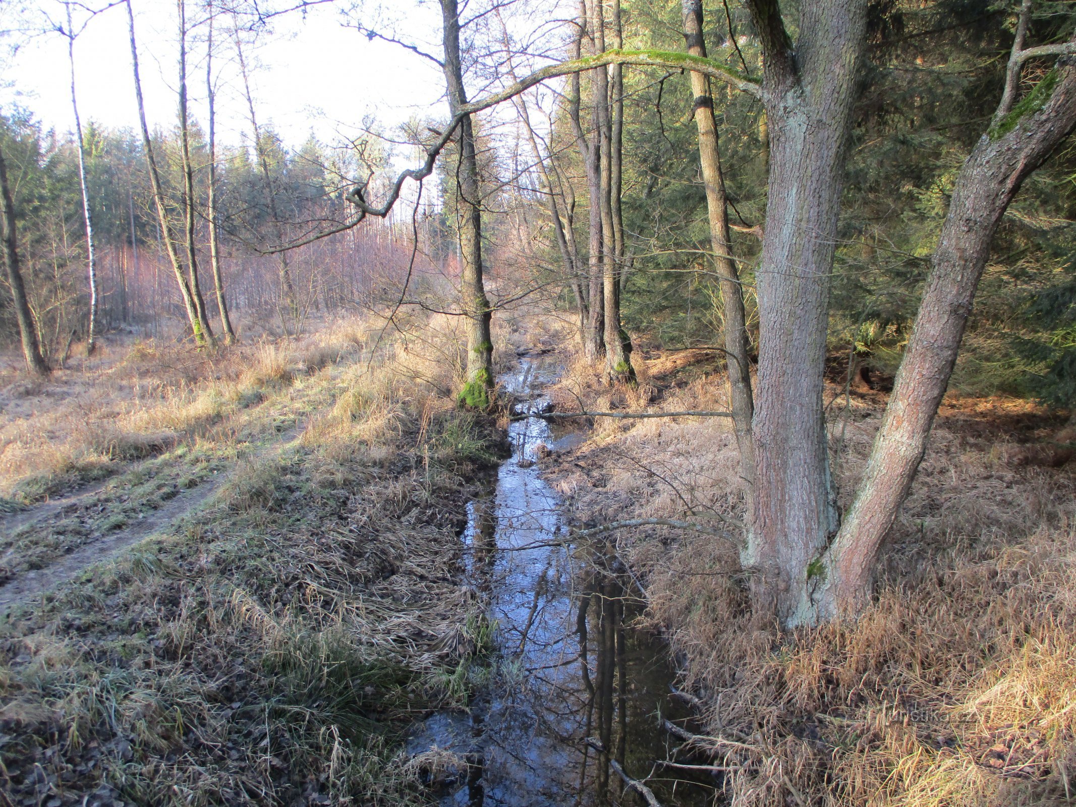 Bělečský potok (november Hradec Králové)