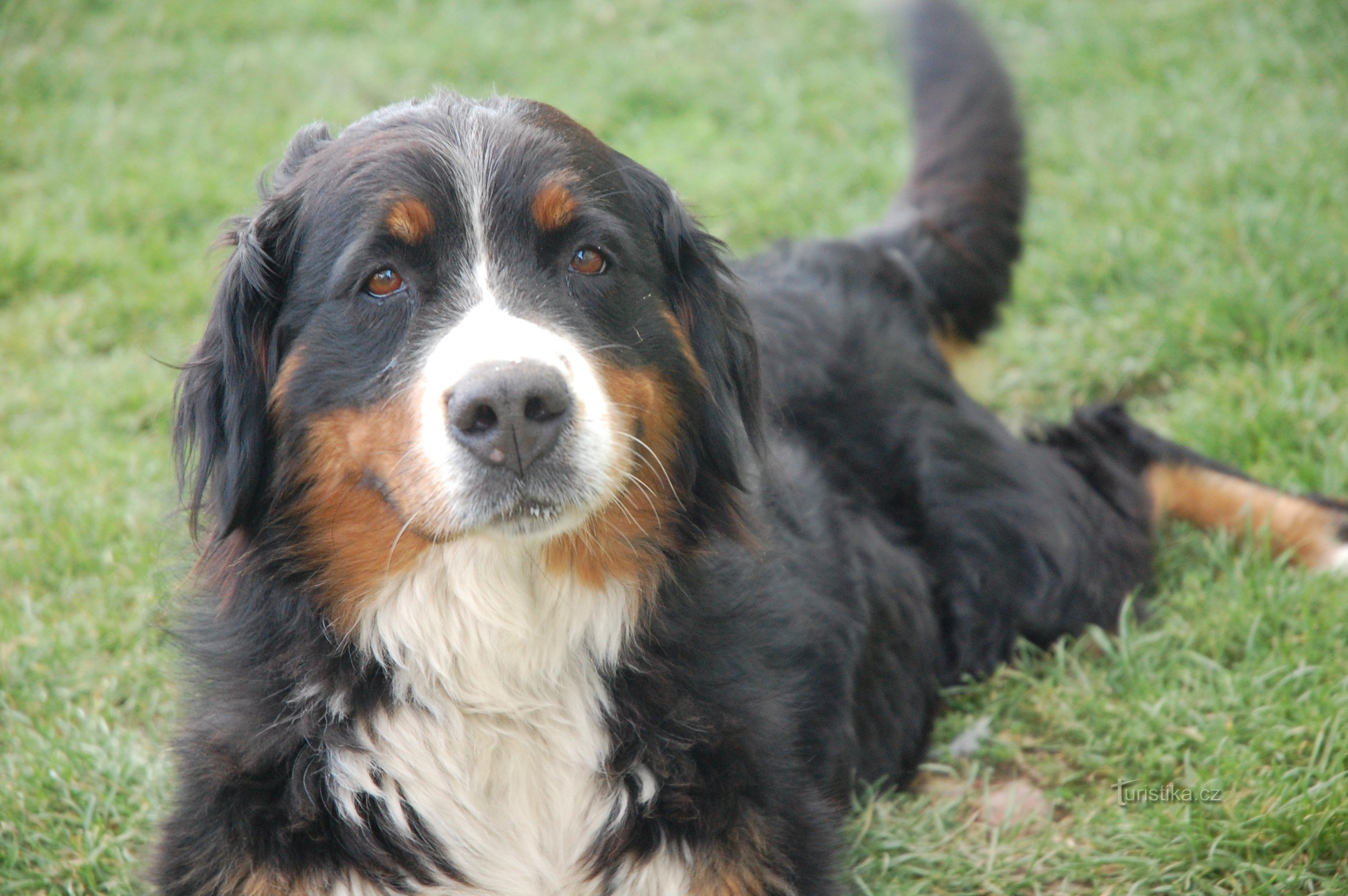 Chien de montagne bernois